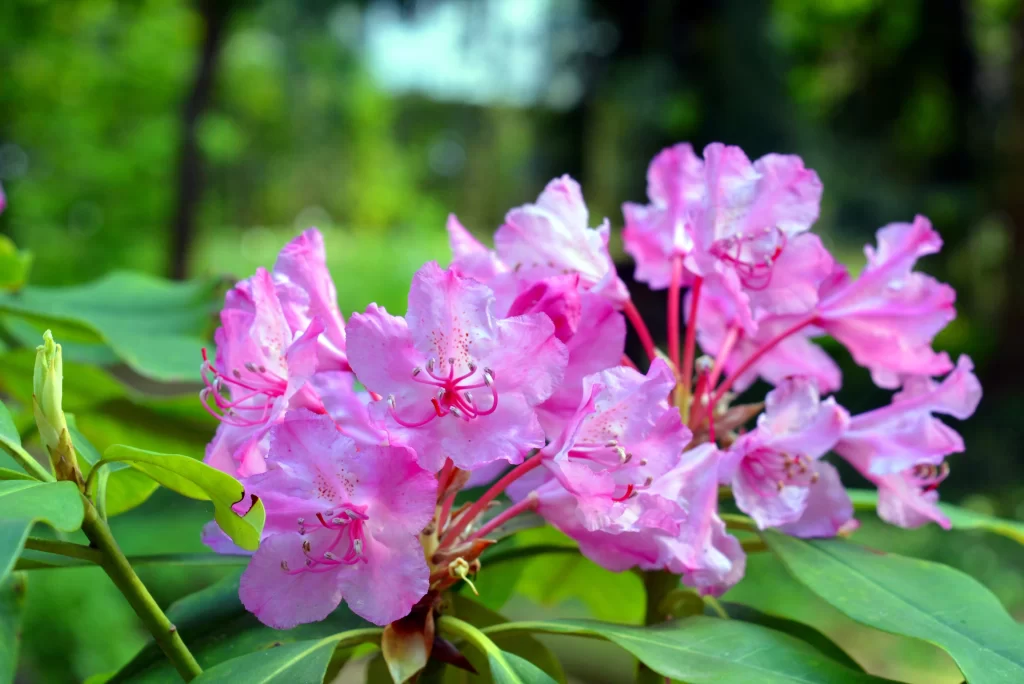 Pink Rhododendron Bloom Petals Green gray Leaves