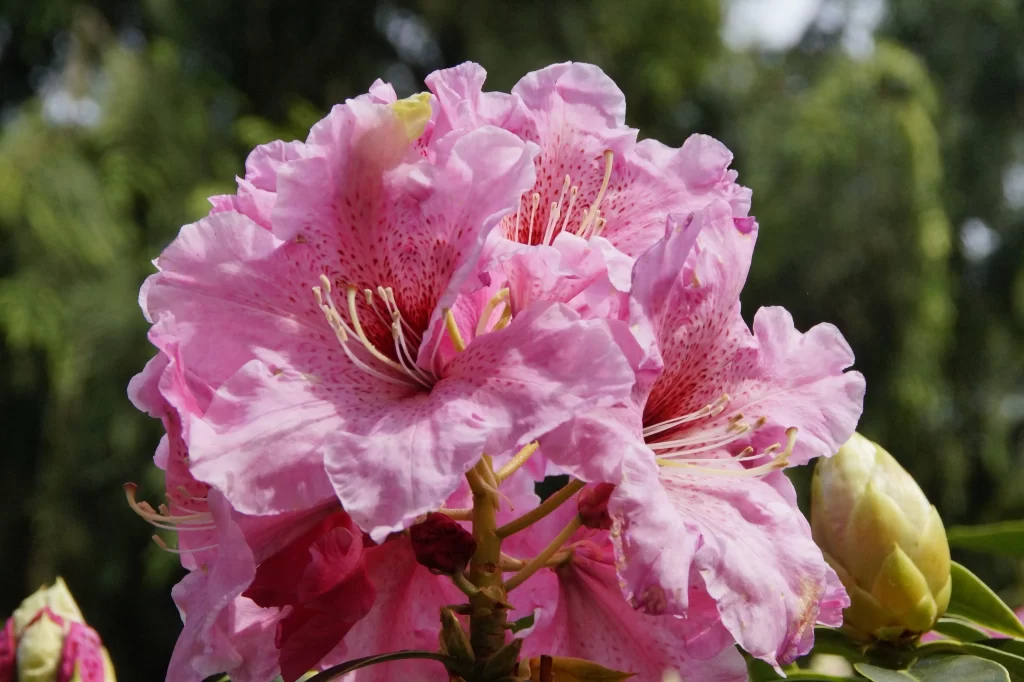 Pink Rhododendron Bloom Petals Speckled warm Garden