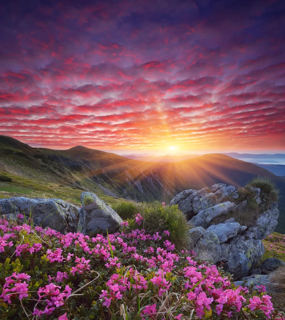 Pink Rhododendron Blooming Petals Mountain Sunset
