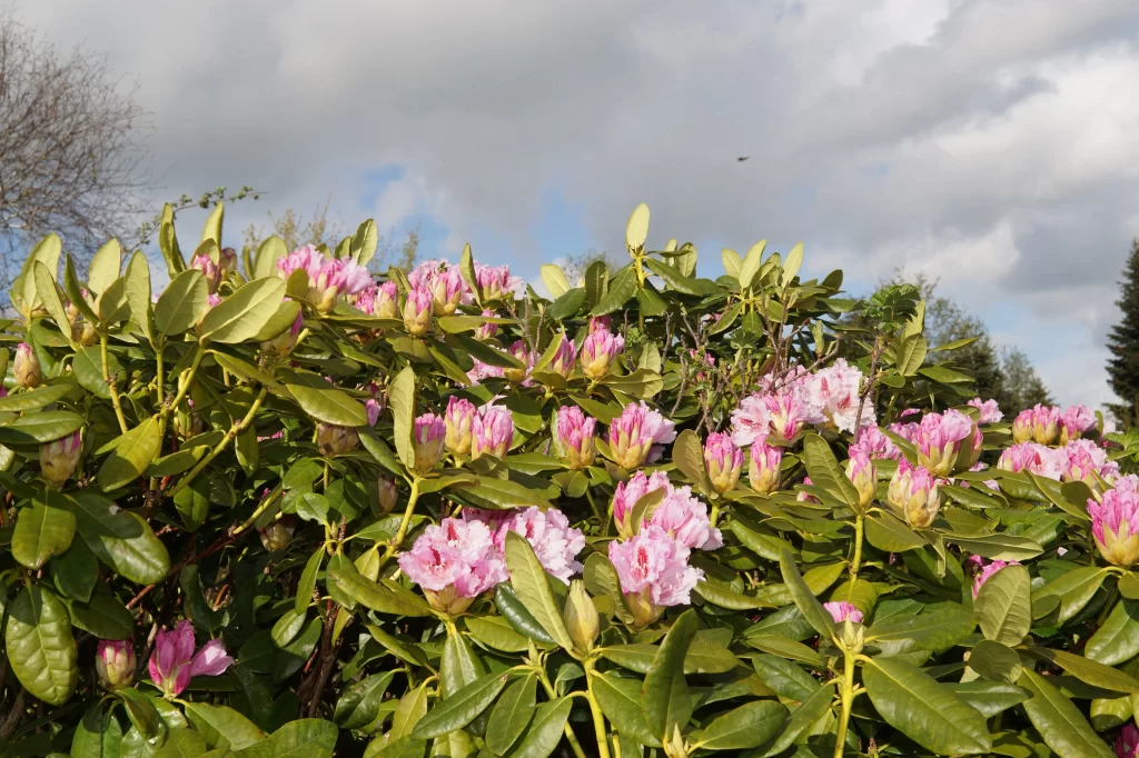 Pink Rhododendron Blooming Petals warm Bush