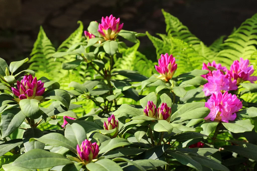 Pink Rhododendron Blooming Petals Green warm Leaves