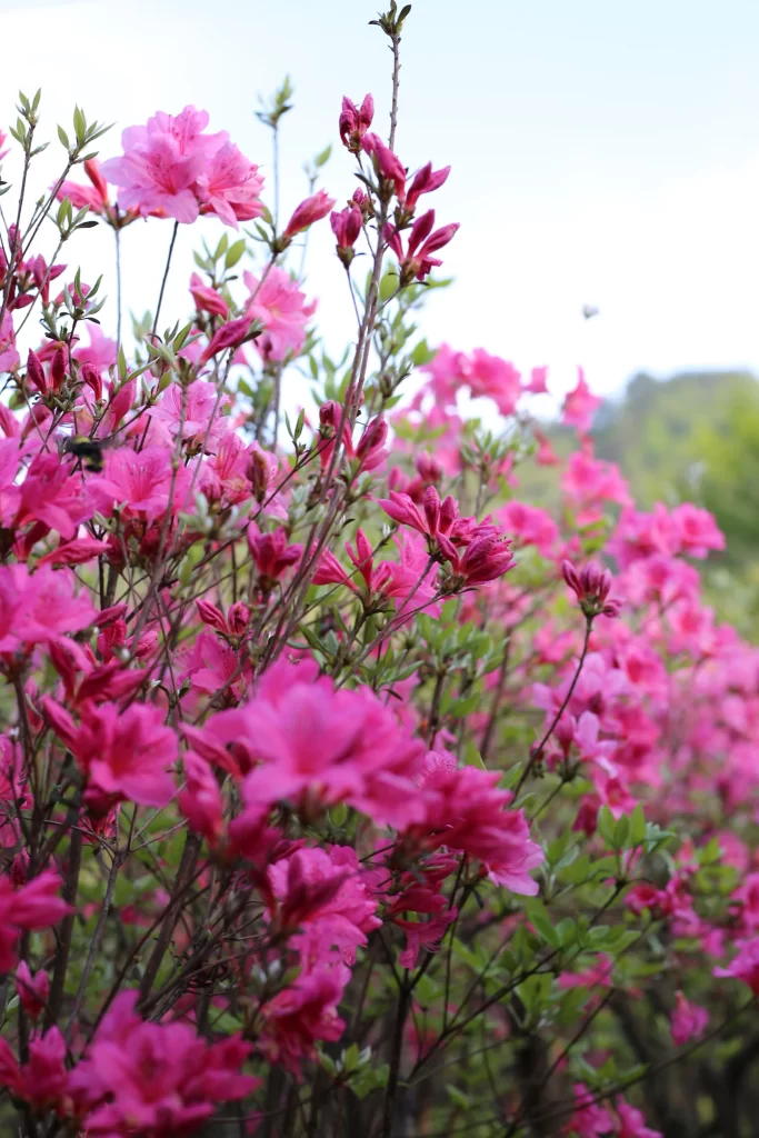 Pink Rhododendron Blooming Petals warm Bush