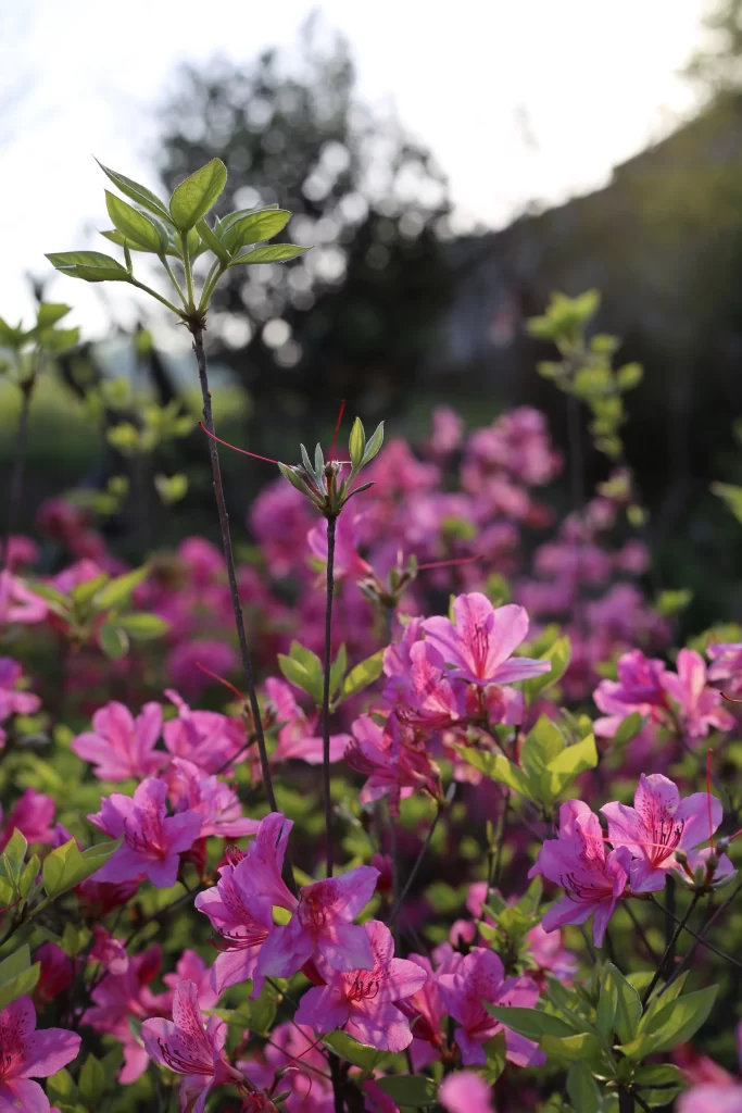 Pink Rhododendron Blooming Petals Green gray Leaves