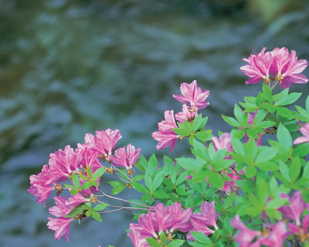 Pink Rhododendron Blooming Petals Green gray Leaves