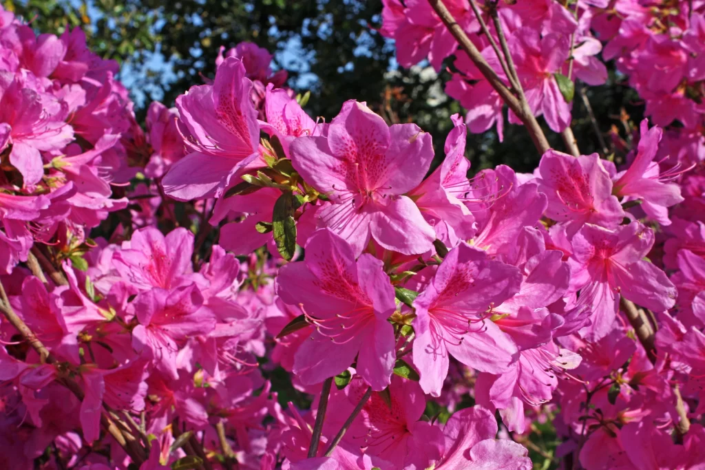 Pink Rhododendron Blooming Petals Vibrant Sunlight