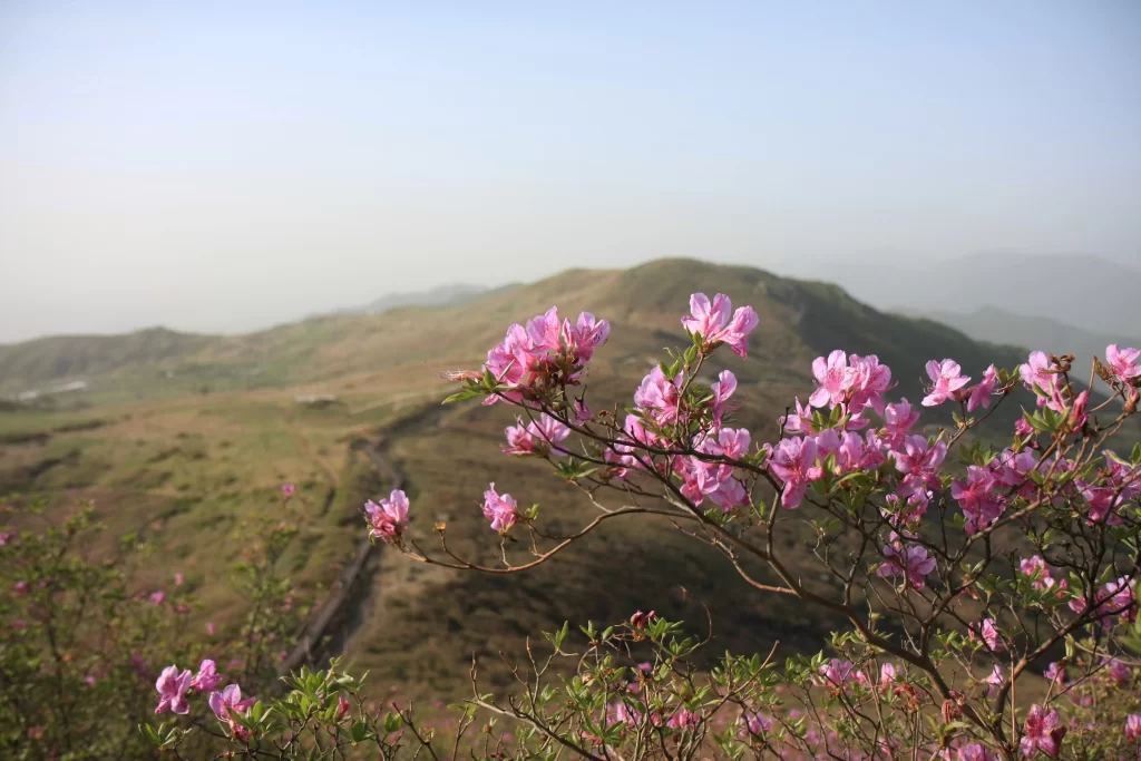 Pink Rhododendron Blooming Petals gray Hillside
