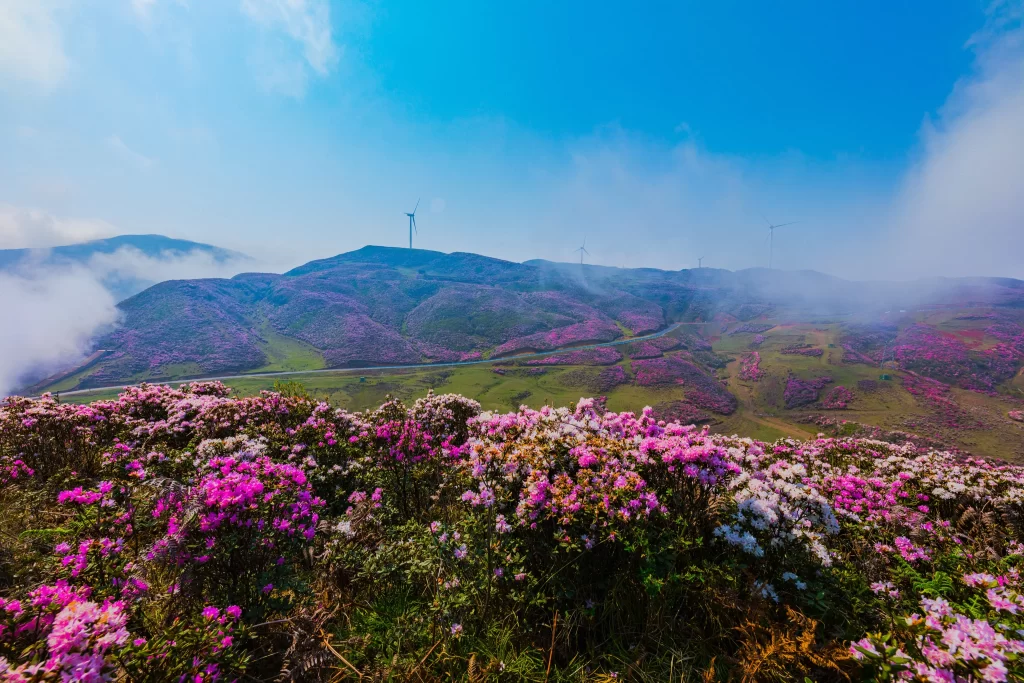 Pink Rhododendron Blooming Petals gray Hillside