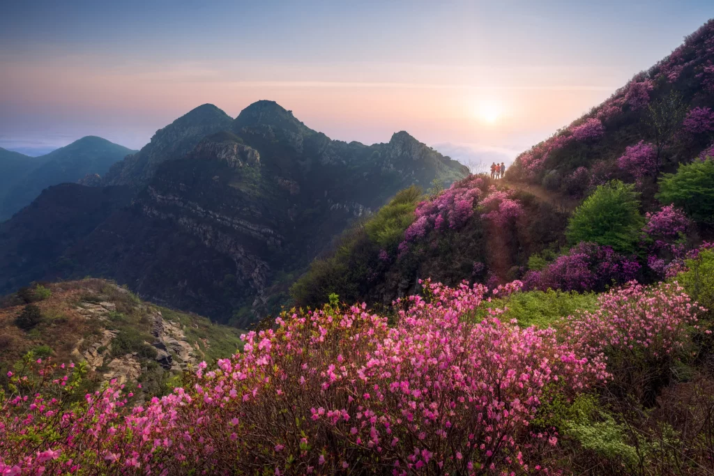 Pink Rhododendron Blooming Hillside Sunlight