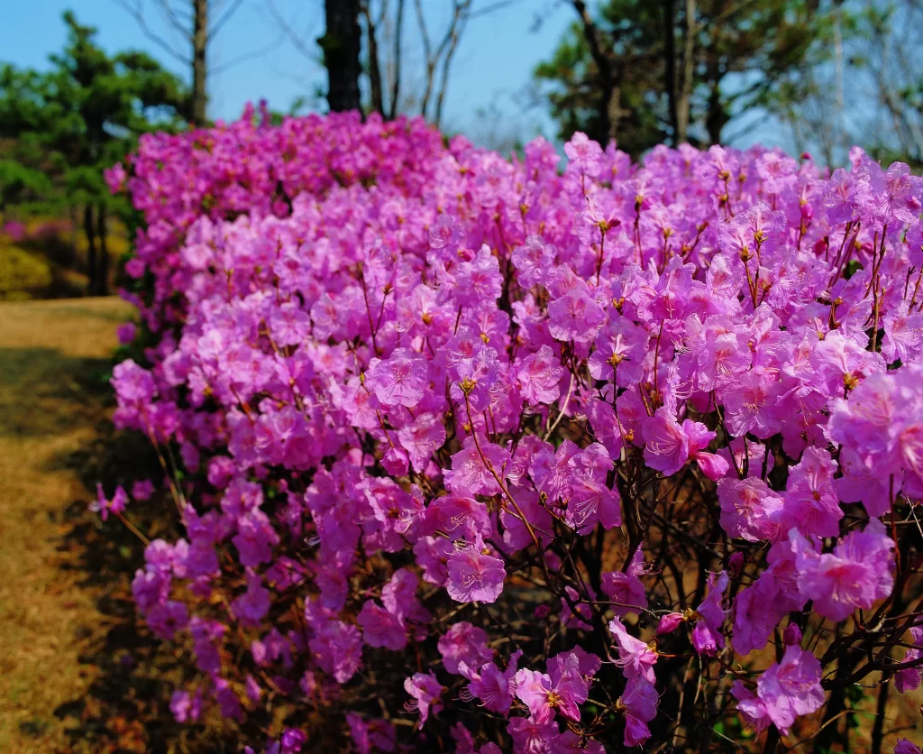 Pink Rhododendron Blooming Petals Dense Bush