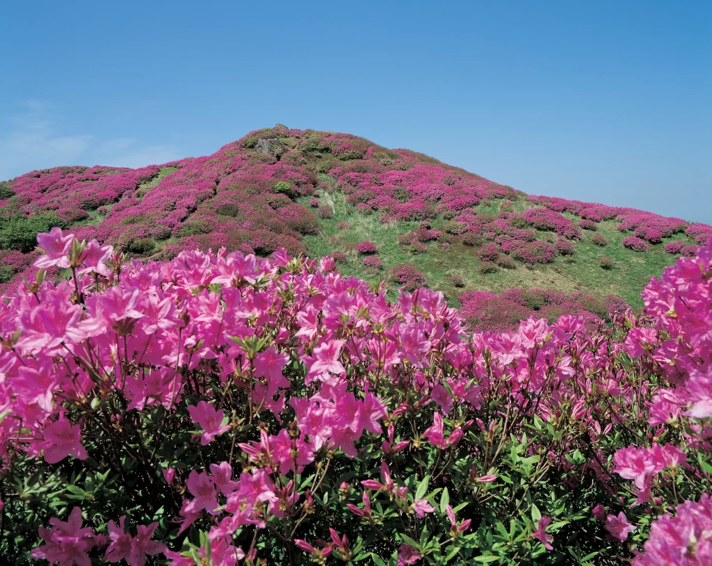 Pink Rhododendron Blooming Hillside