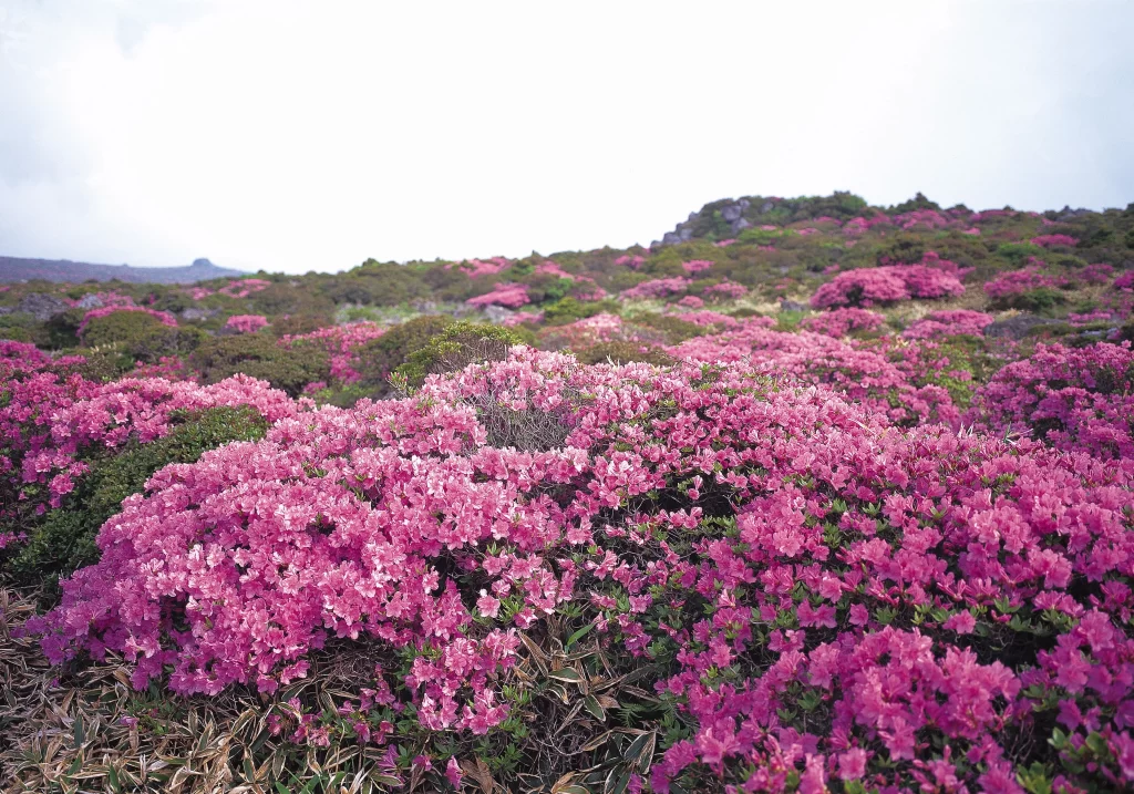 Pink Rhododendron Blooming Petals warm Hillside