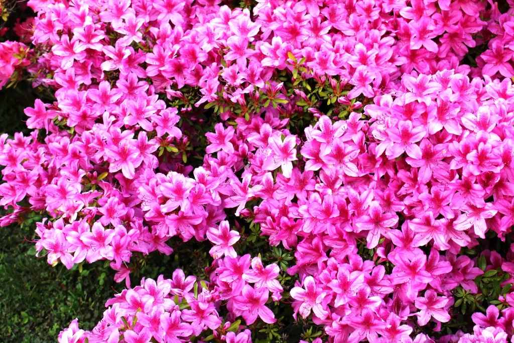 Pink Rhododendron Blooming Petals Dense Greenery
