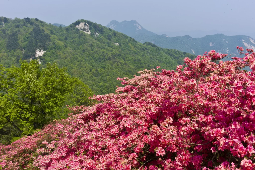 Pink Rhododendron Blooming Petals Mountain