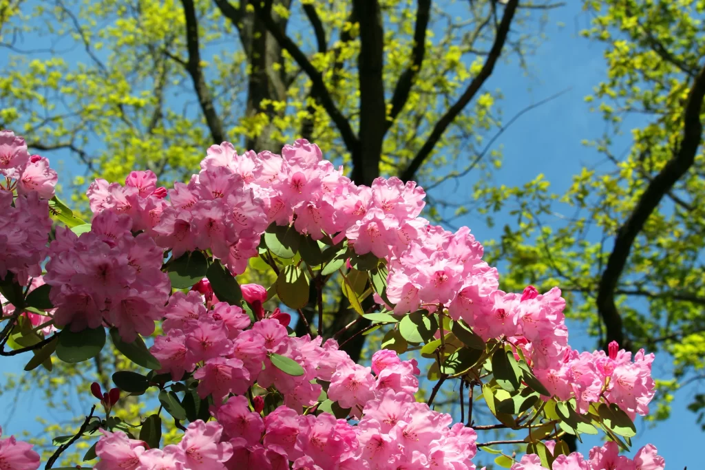 Pink Rhododendron Blooming Petals Green gray Leaves