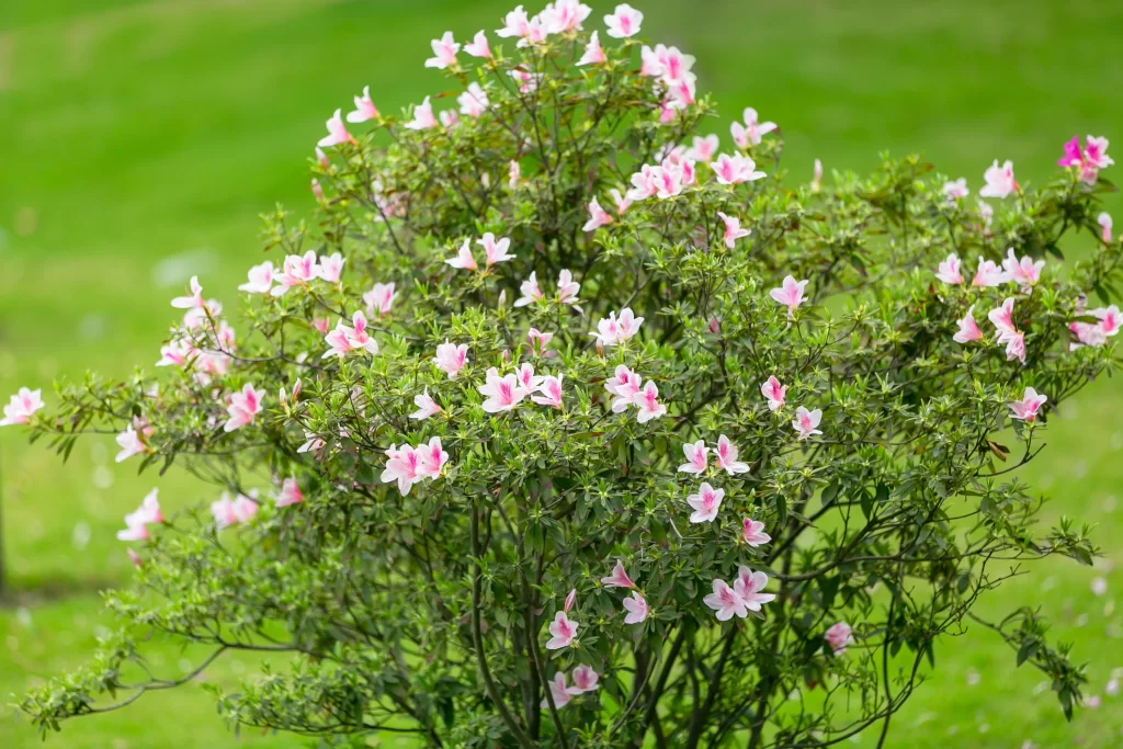Pink Rhododendron Blooming Petals Greenery