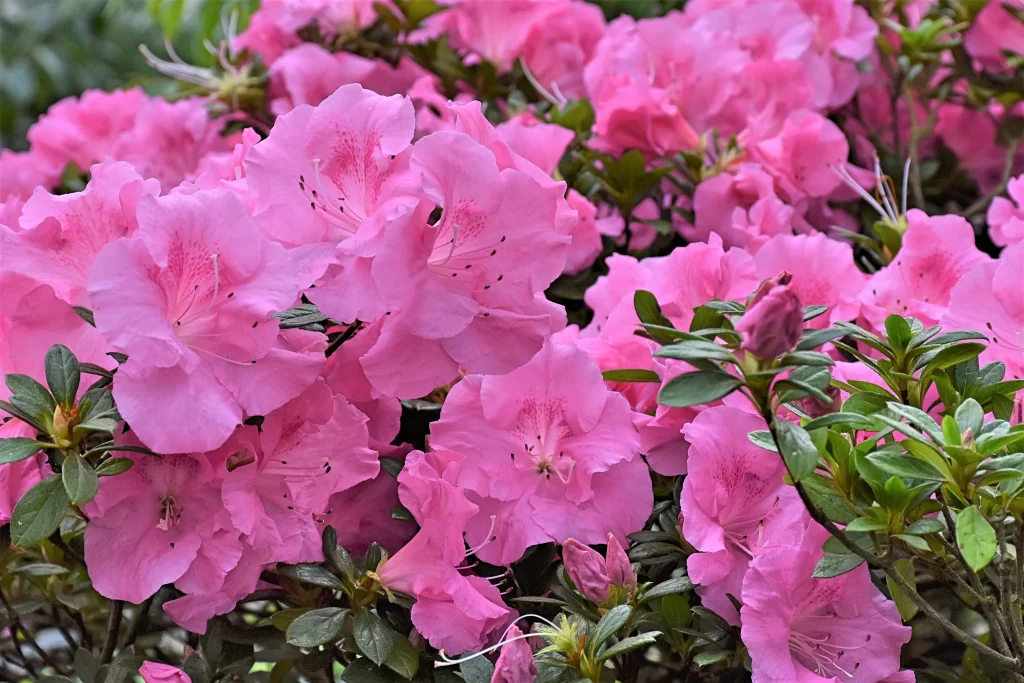 Pink Rhododendron Blooming Petals Green warm Leaves