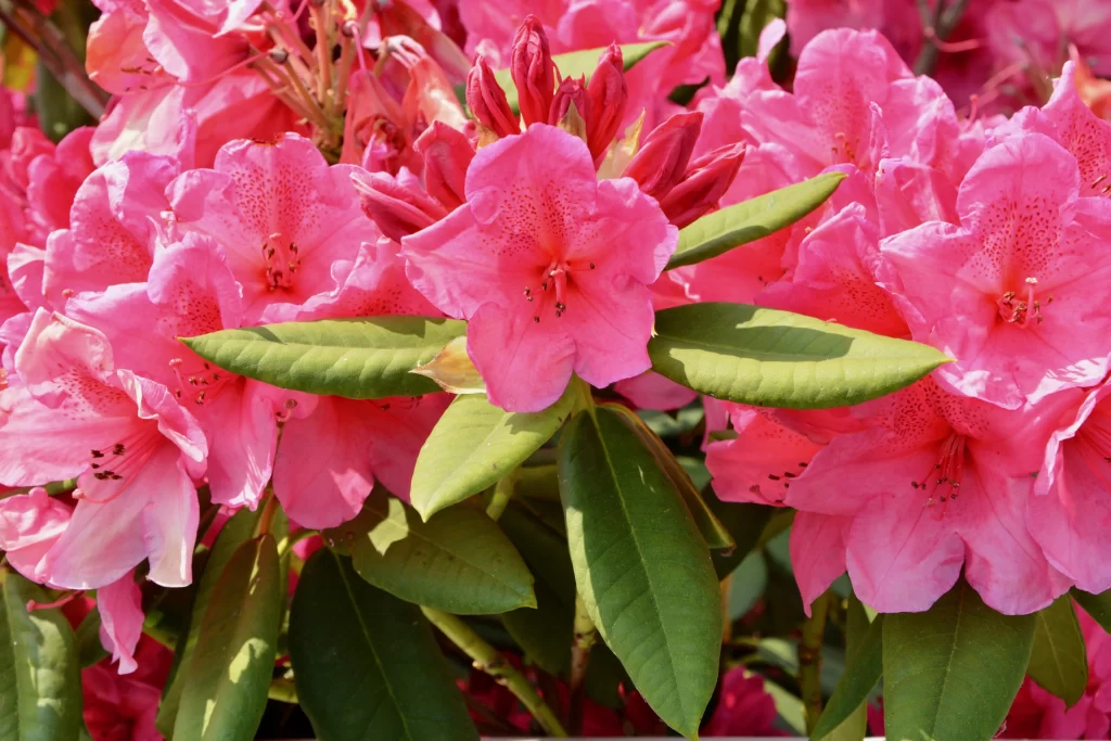 Pink Rhododendron Blooming Petals Green warm Leaves