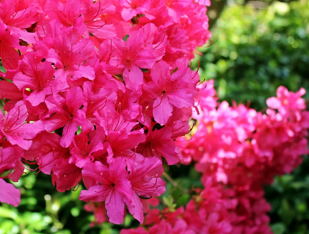 Pink Rhododendron Blooming Petals Dense Sunlight