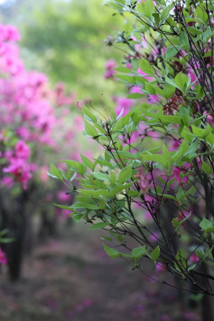 Pink Rhododendron Blooms Petals Green gray Leaves
