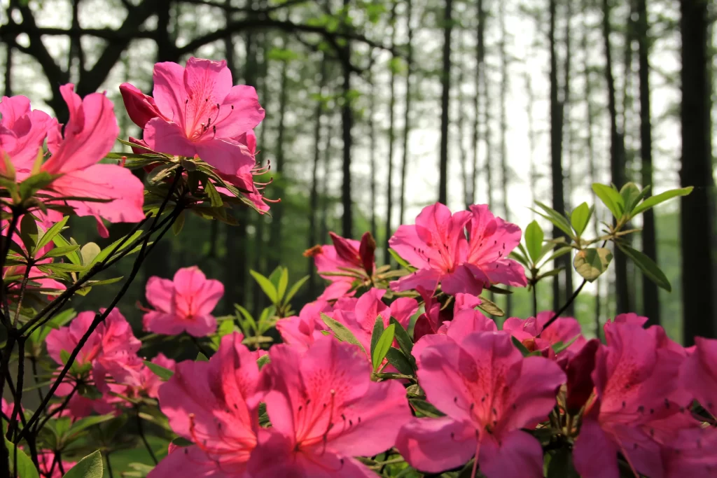 Pink Rhododendron Blooms Petals warm Forest