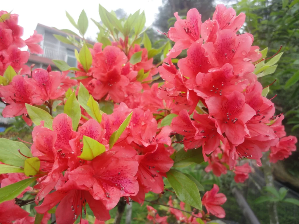 Pink Rhododendron Blooms Petals Dewdrops Green Leaves