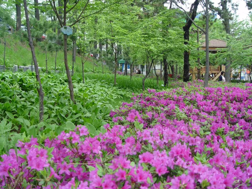 Pink Rhododendron Blooms Petals Dense gray Bushy
