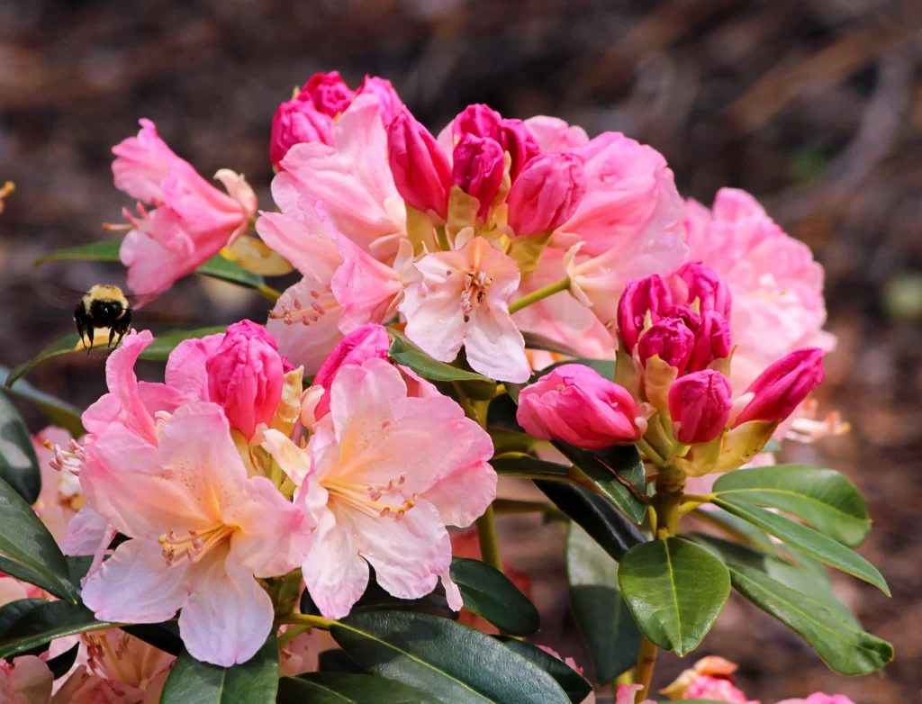 Pink Rhododendron Blooms Petals Buds Green Leaves