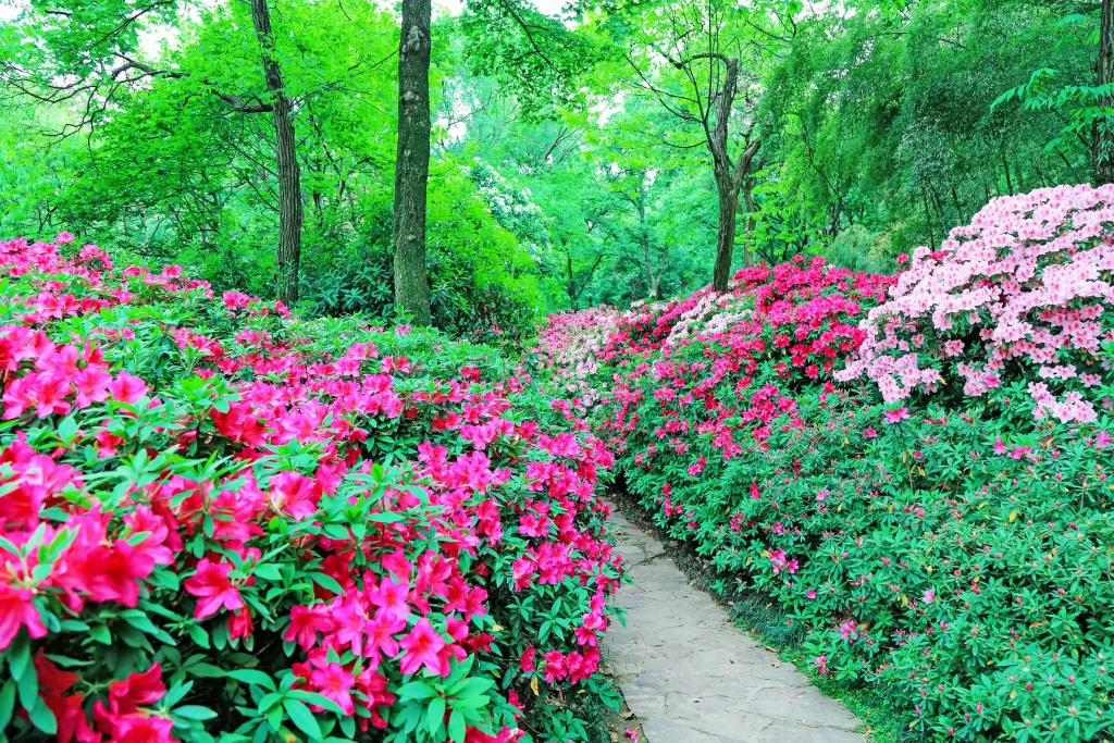 Pink Rhododendron Blooms Petals Dense Bushes Greenery