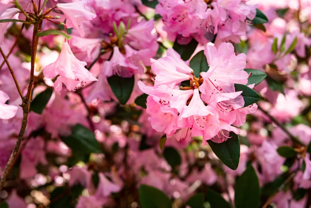 Pink Rhododendron Blooms Petals Green warm Leaves