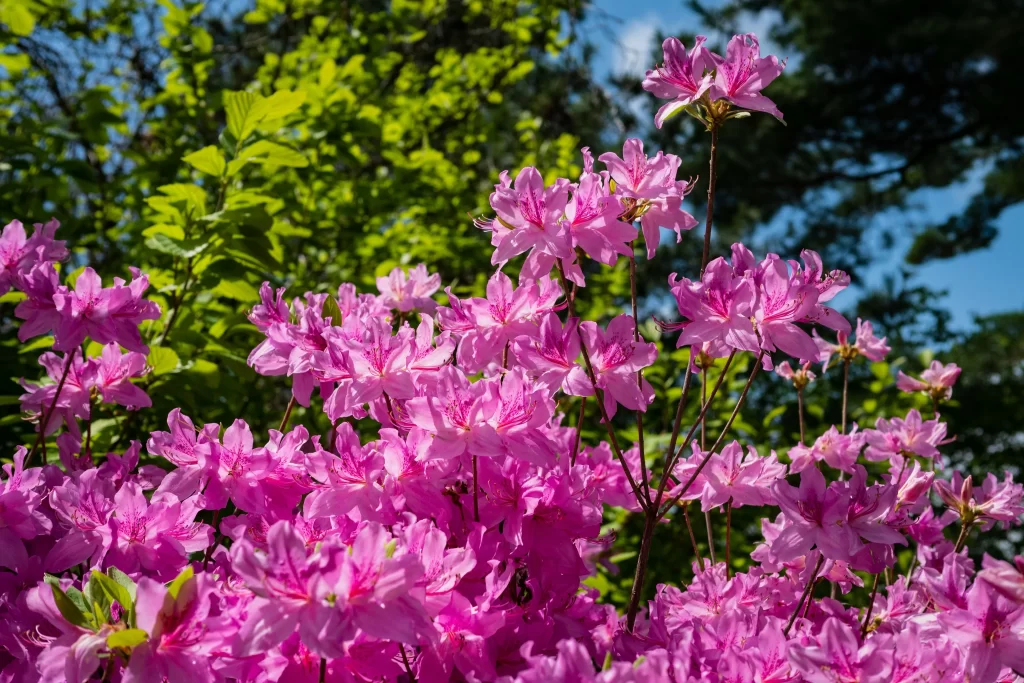 Pink Rhododendron Blooms Petals Sunlight Greenery