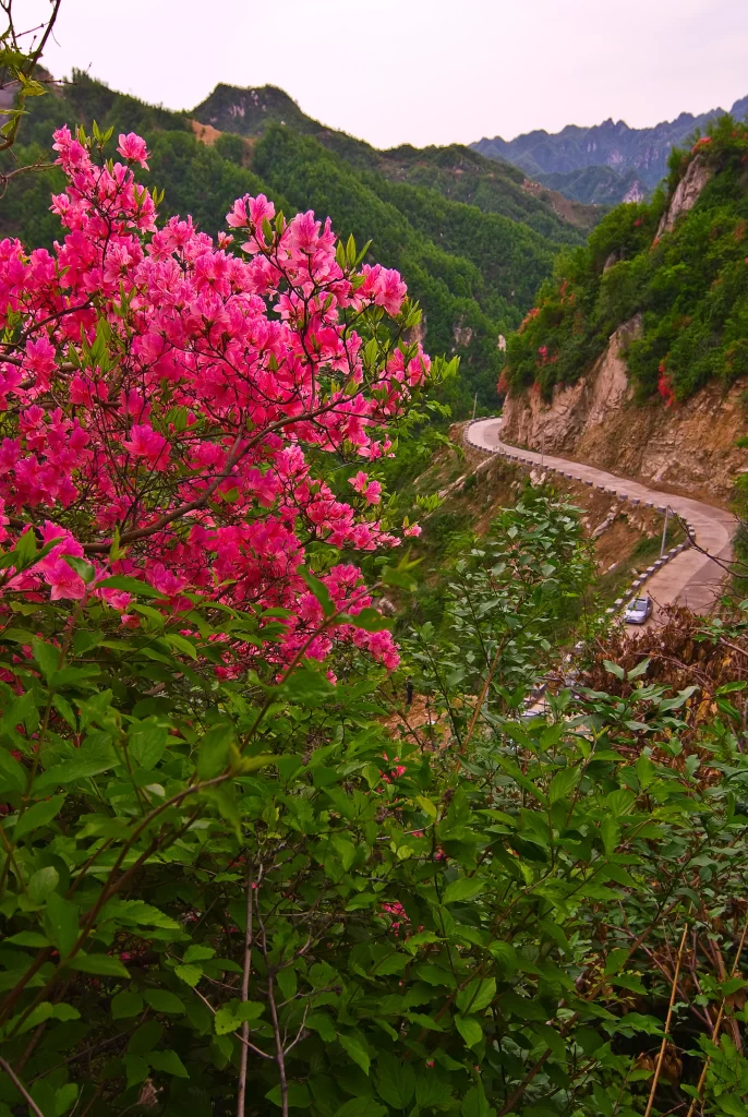 Pink Rhododendron Blooms Petals Greenery Mountain