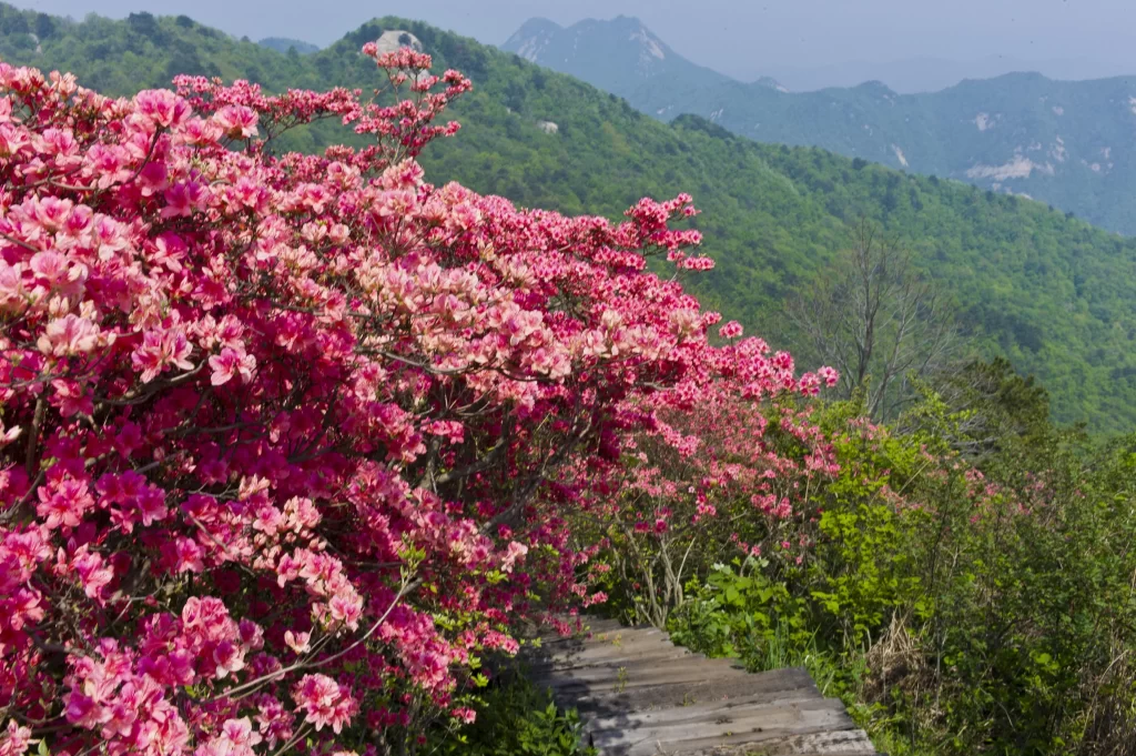 Pink Rhododendron Blooms Petals gray Hillside
