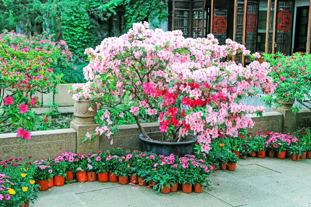 Pink Rhododendron Blooms Petals Dense gray Bushy