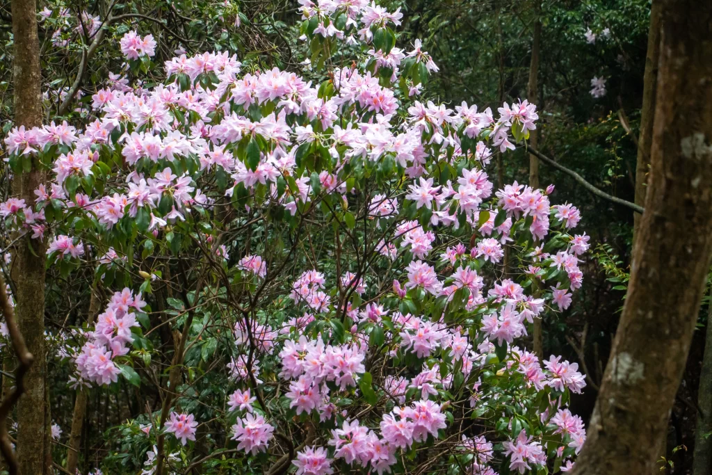 Pink Rhododendron Blooms Petals Dense Forest