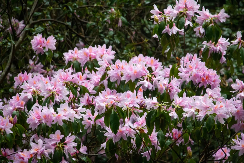 Pink Rhododendron Blooms Petals Green gray Leaves