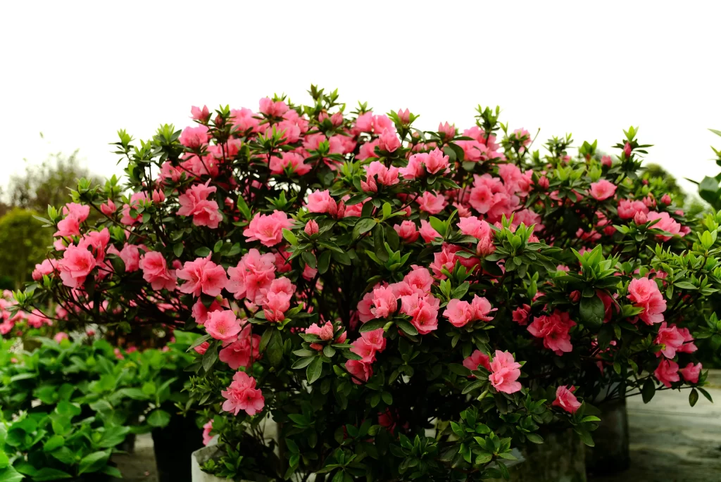 Pink Rhododendron Blooms Petals Dense gray Bushy