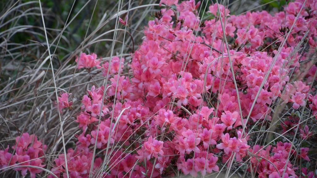 Pink Rhododendron Blooms Petals Dense warm Cluster