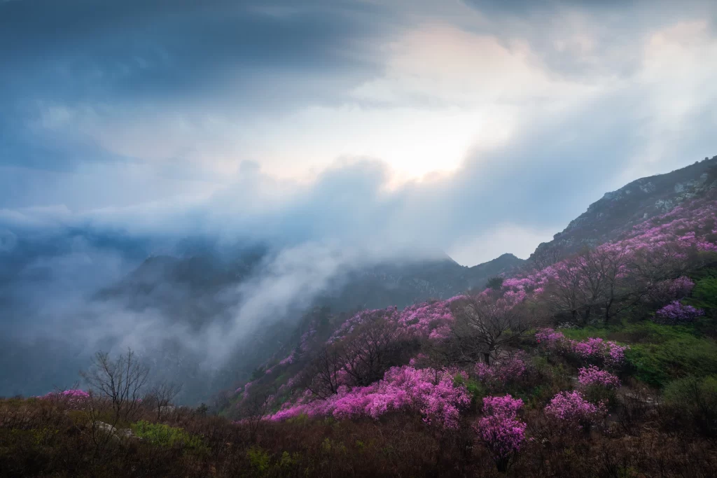 Pink Rhododendron Blooms Misty Mountain