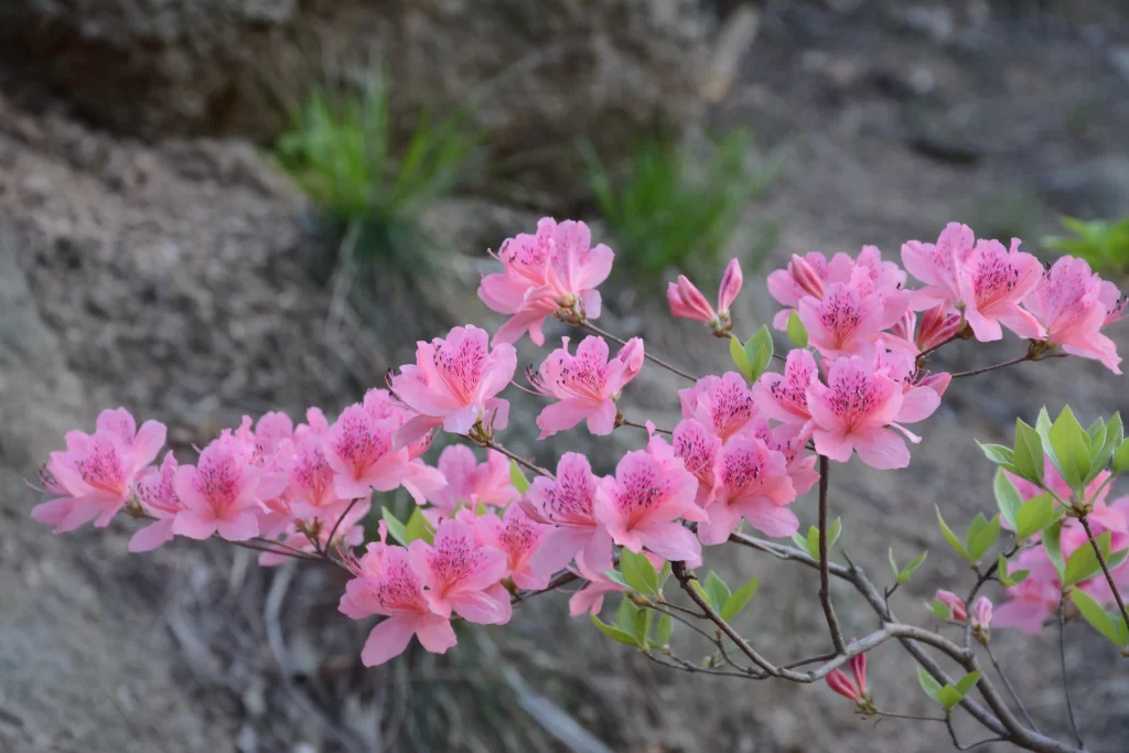 Pink Rhododendron Blooms Petals Speckled gray Green