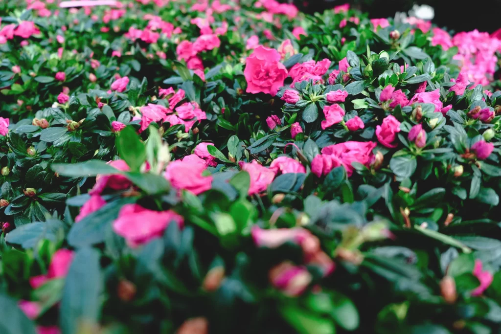 Pink Rhododendron Blooms Petals Green gray Leaves
