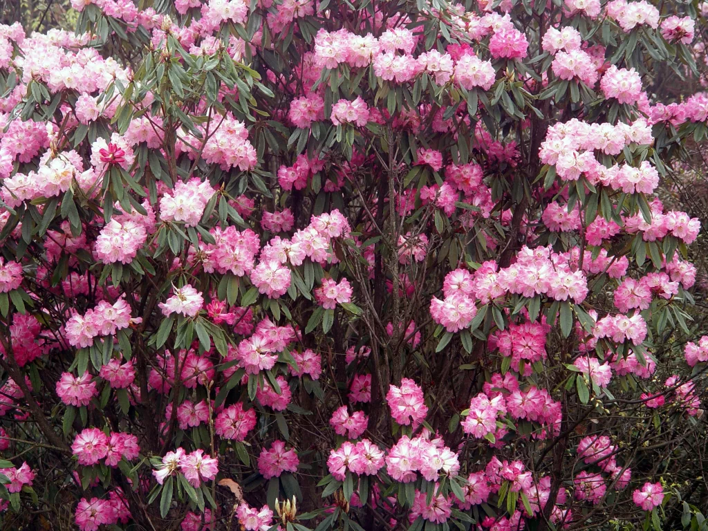 Pink Rhododendron Blooms Petals Dense Bush