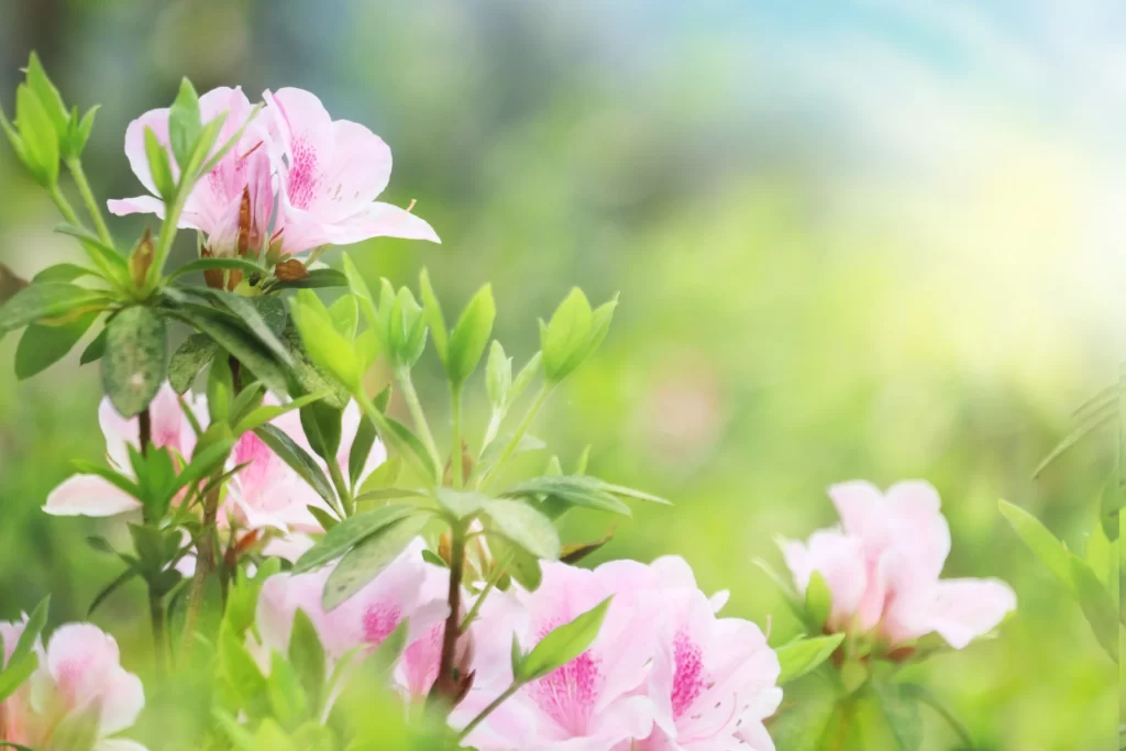 Pink Rhododendron Blooms Petals warm Greenery