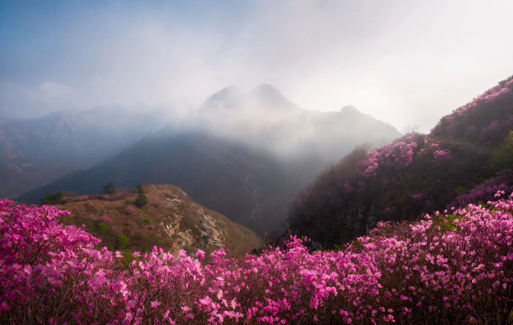 Pink Rhododendron Blooms Mountain Misty