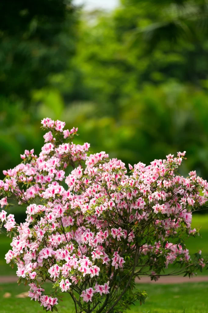 Pink Rhododendron Blooms Petals warm Greenery