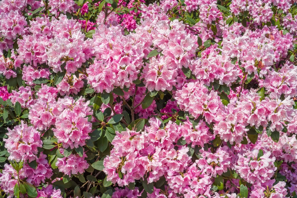 Pink Rhododendron Blooms Petals Dense Green Leaves