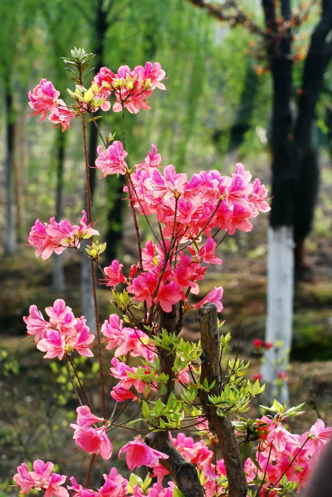 Pink Rhododendron Blooms Petals gray Forest