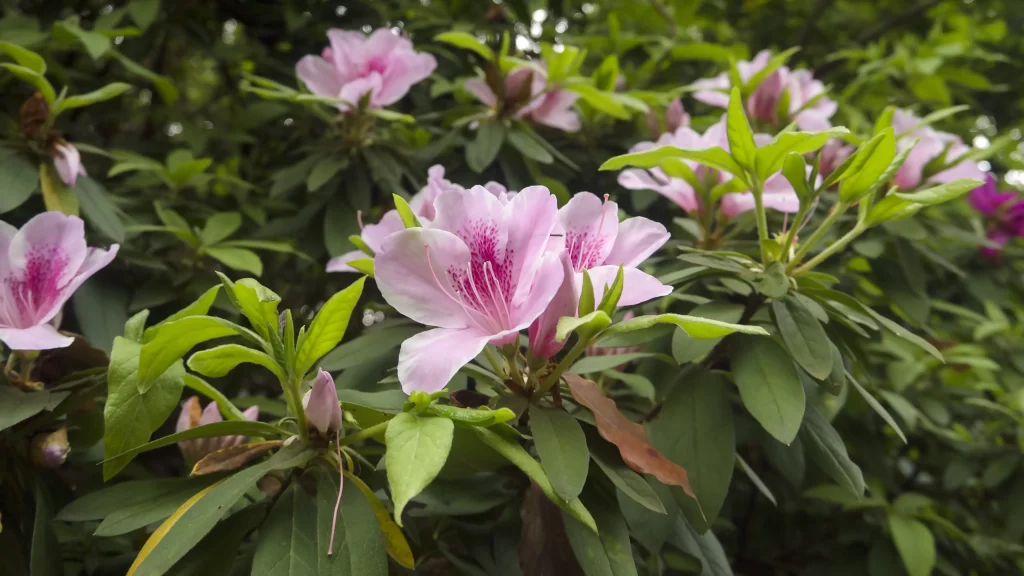 Pink Rhododendron Blooms Petals Green warm Leaves