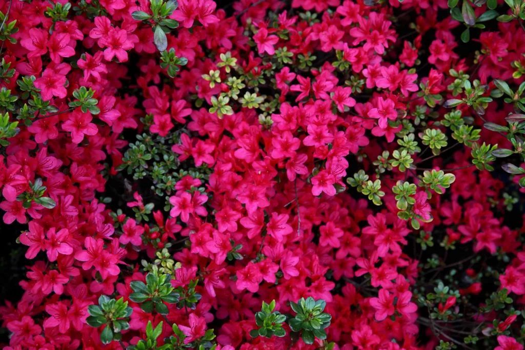 Pink Rhododendron Blooms Petals Green warm Leaves