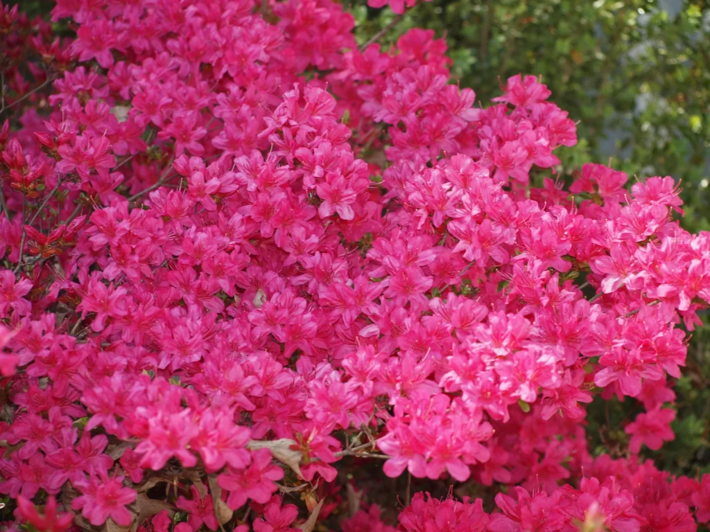 Pink Rhododendron Blooms Petals Dense warm Cluster