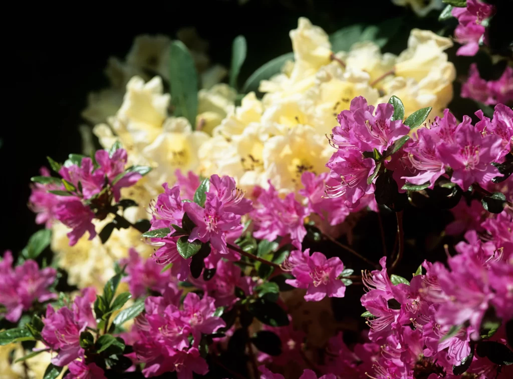 Pink Rhododendron Blooms Petals Green warm Leaves